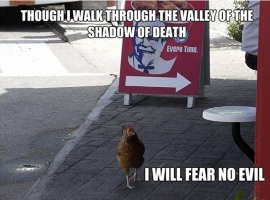 Bravest Chicken Ever