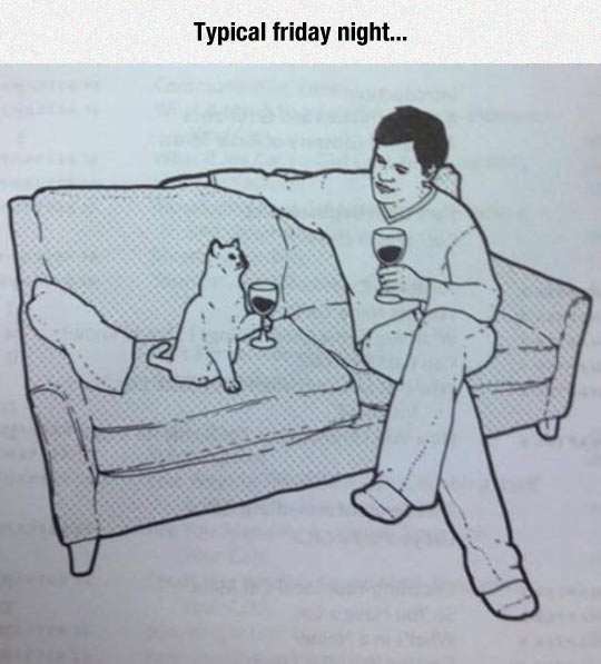 funny-couch-drinking-wine-cat-night