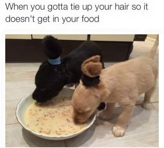 funny-dogs-puppies-food-ponytail