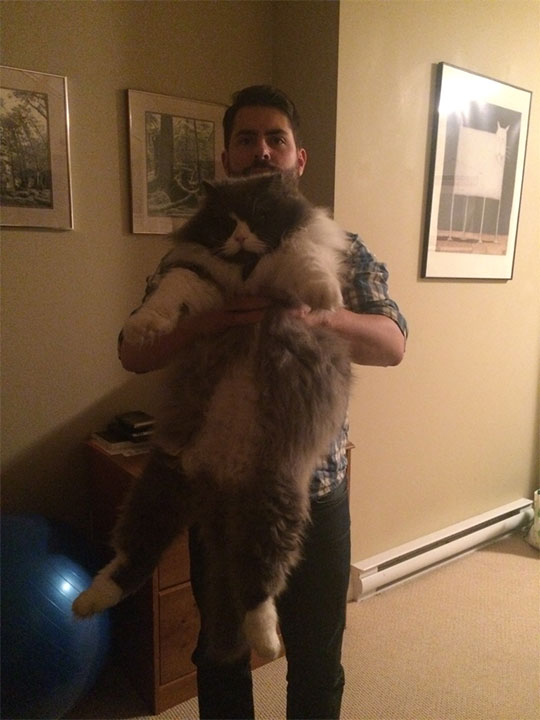 That Is One Huge Cat