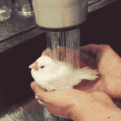 Have You Ever Seen A Bird So Happy To Have A Bath?