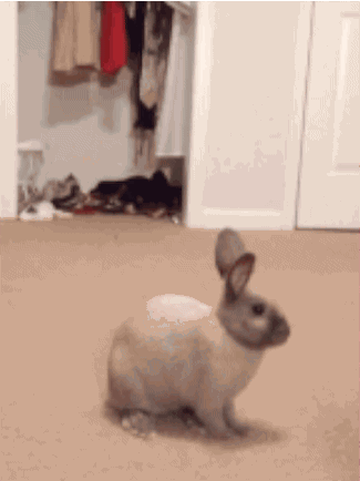 Bunny Surprise Boop