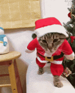 funny-gif-cat-costume-Santa