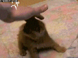 Amazing Fighting Cat