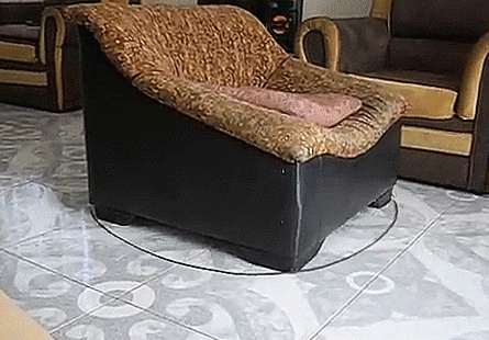 funny-gif-dog-chasing-leash-couch