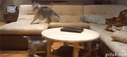 funny-gif-puppies-following-mom-Husky