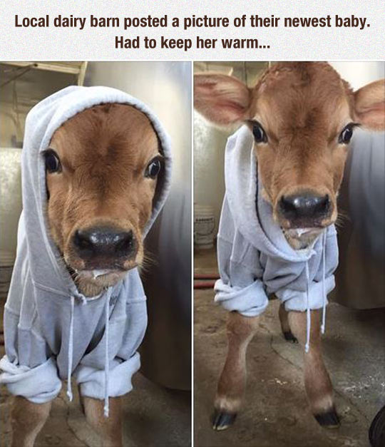 Baby Cow And Its Hoodie