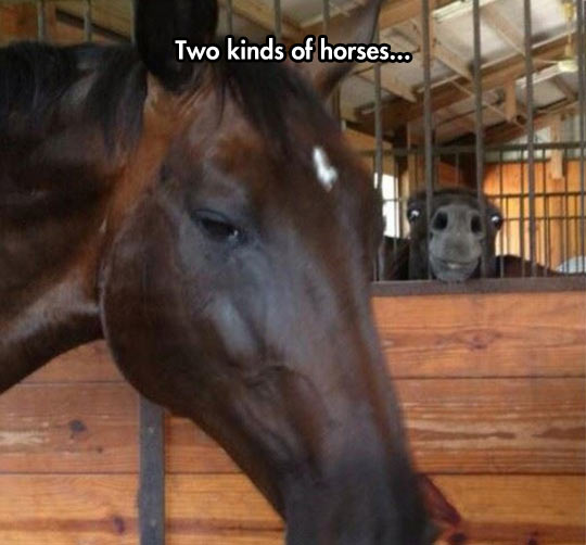 What Kind Of Horse Are You?