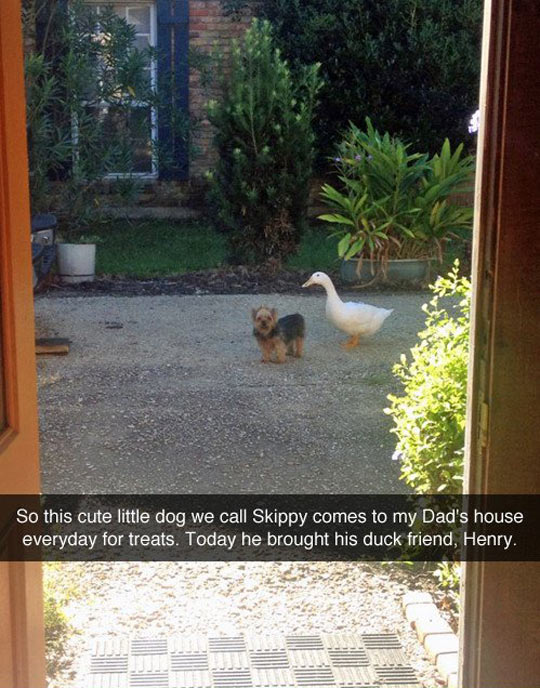 Skippy And Henry