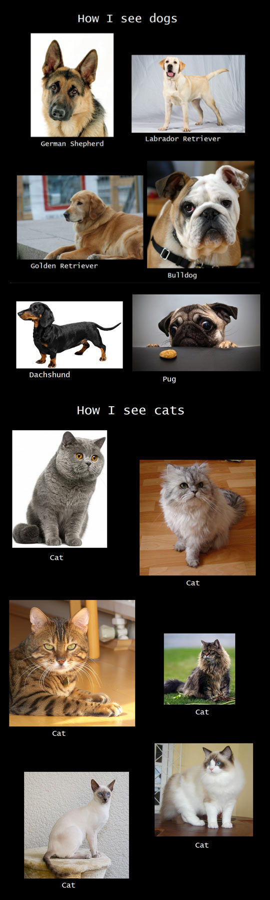 How We See Our Pets
