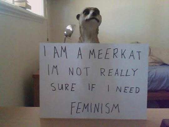 I Am A Meerkat
