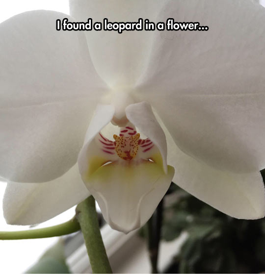 Orchids Have The Coolest Shapes