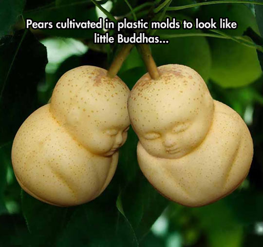I Love Buddha Pears