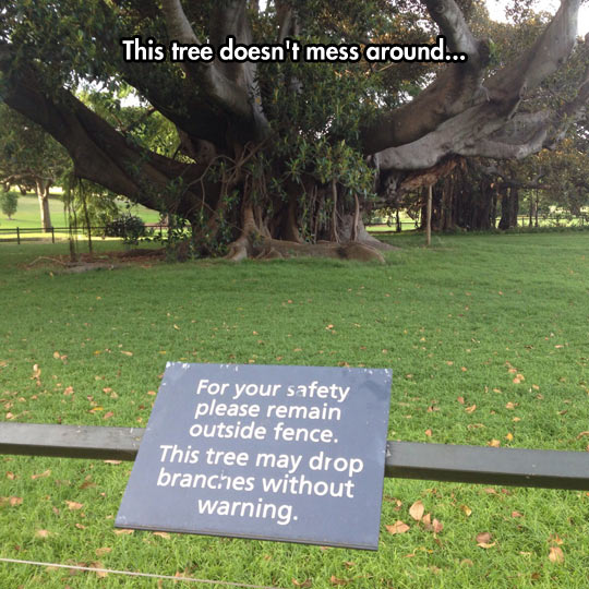 funny-tree-park-giant-branch-sign-warning