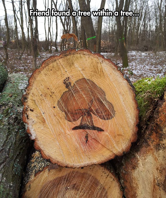 funny-tree-stomp-wood-lookalike