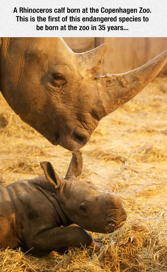 cool-baby-rhino-mother-zoo