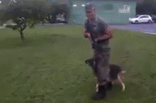 Dog Combat Training
