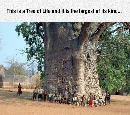cool-tree-giant-village-kids