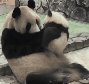 Panda Baby Showing Some Love