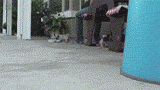 cute-gif-little-puppy-walking
