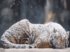 Peaceful Sleeping Tiger