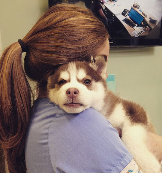 cute-vet-husky-puppy-tired