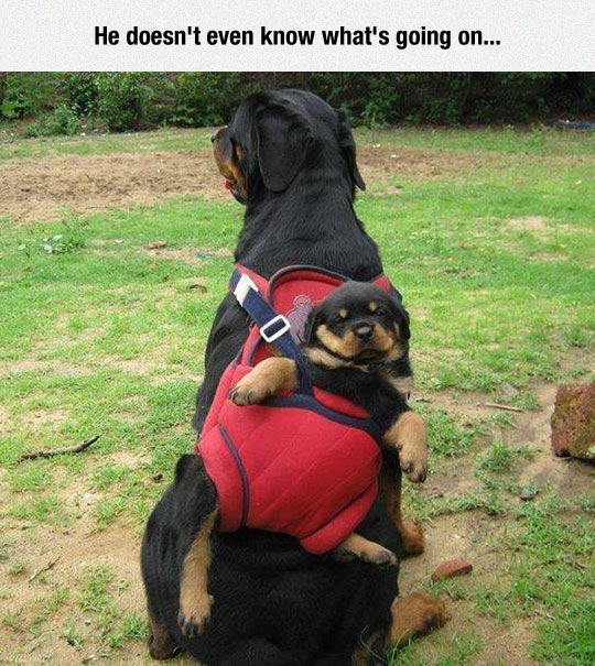funny-Rottweiler-backpack-baby-hanging
