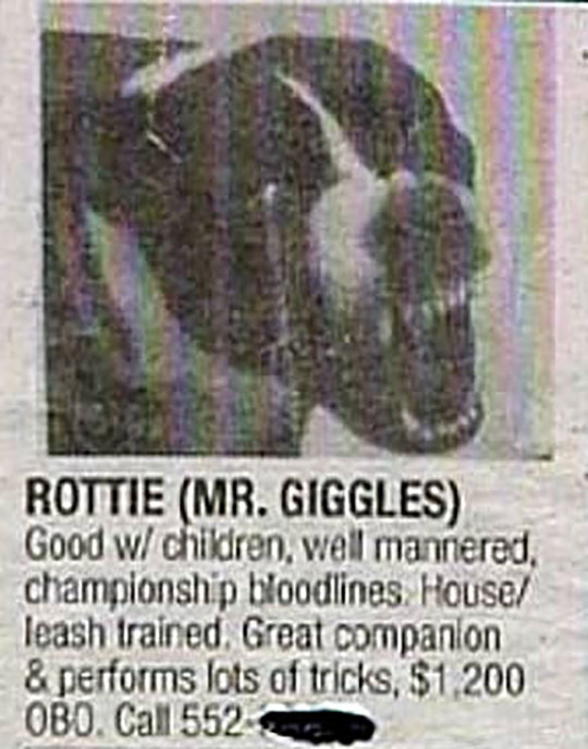 funny-angry-dog-newspaper-name