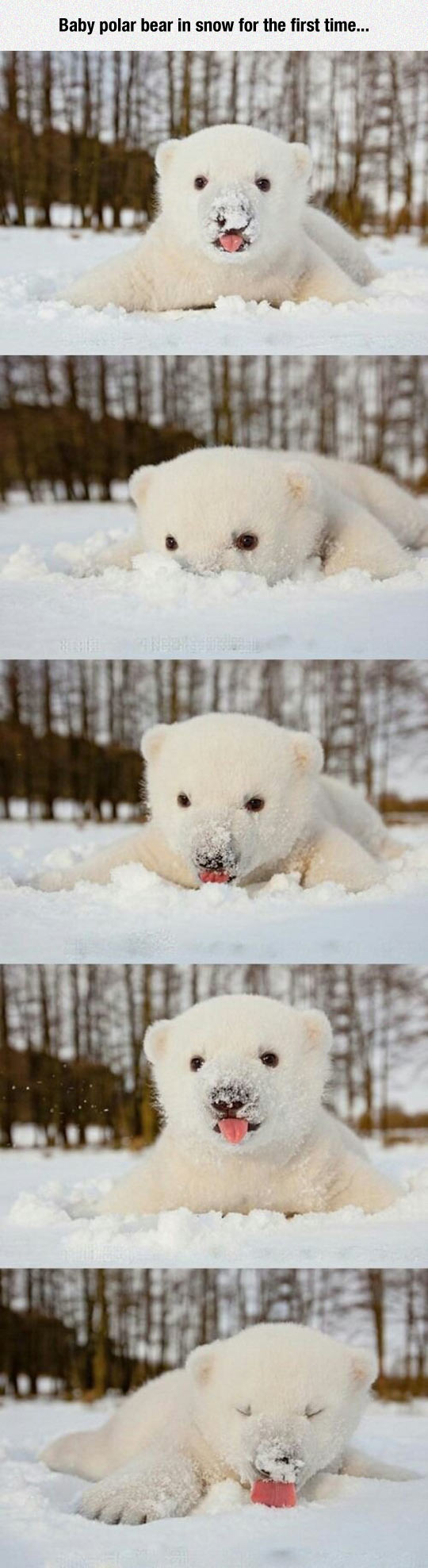 funny-bear-polar-baby-snow-first-time