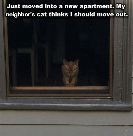 Neighbor Cat Isn