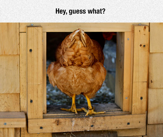 funny-chicken-entering-hen-house