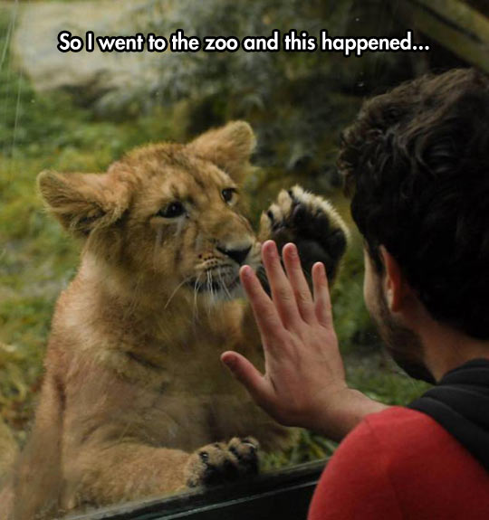 Lion Wants A Friend
