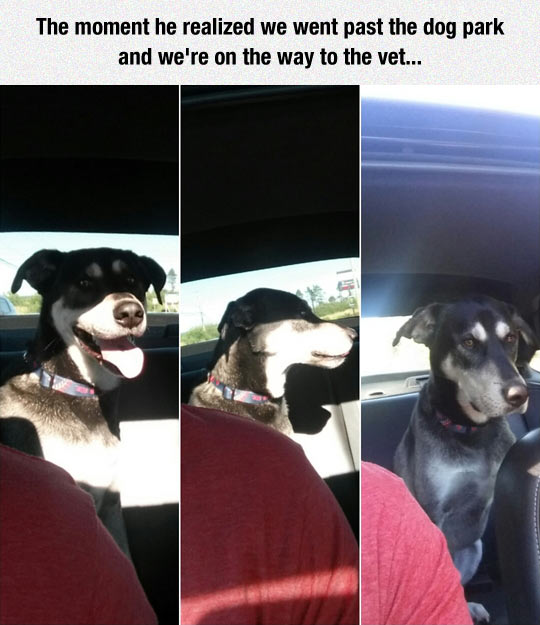 funny-dog-car-park-disappointment