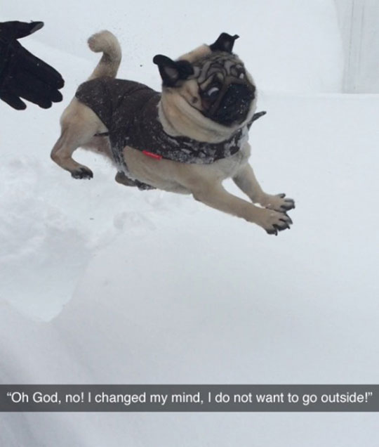 funny-dog-scared-face-jumping-snow