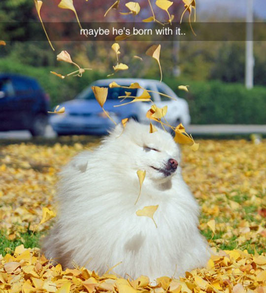 funny-enjoying-dog-leaf-falling