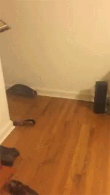 funny-gif-cat-jumping-catching
