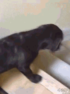Dog Slides Down Stairs