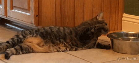 funny-gif-lazy-cat-drinking-water