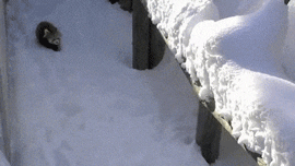 funny-gif-red-pandas-snow-jump