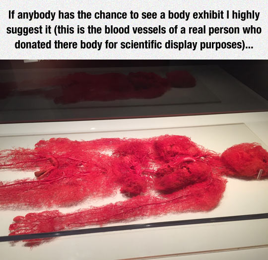 funny-human-circulatory-system-exhibit