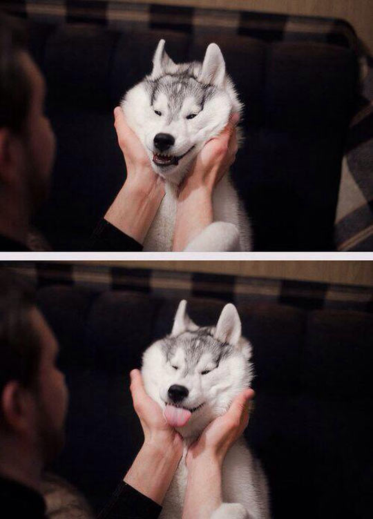Draw A Smile In Your Husky