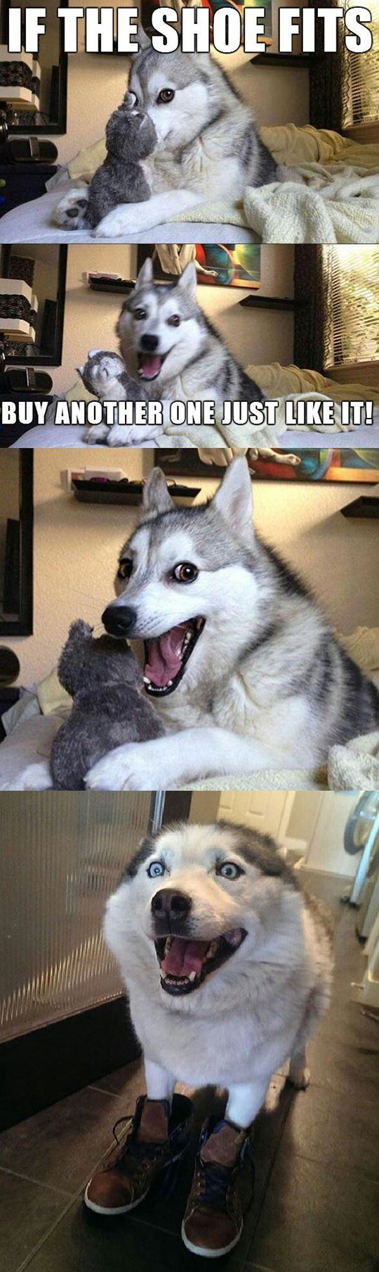 funny-joke-husky-wearing-shoes