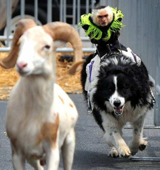 funny-monkey-riding-dog-chasing-goat