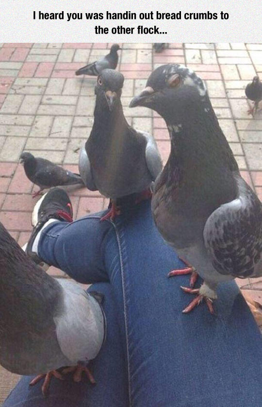 Jealous Pigeon