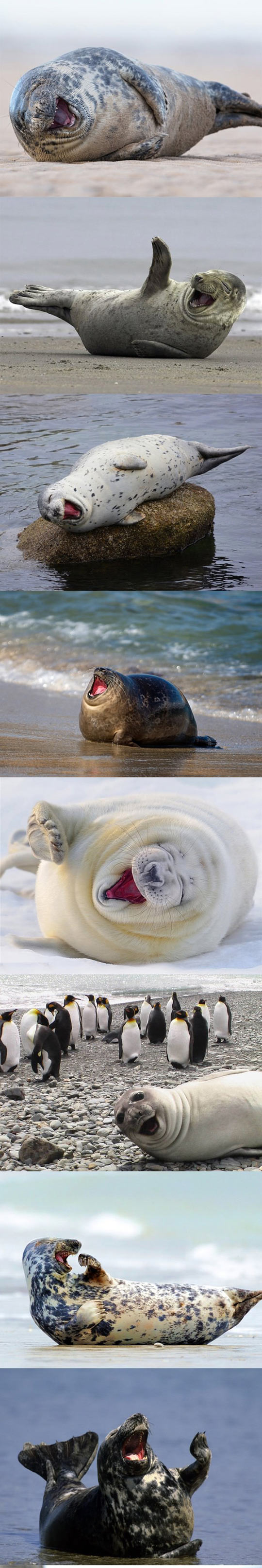 ROFL Seals Compilation