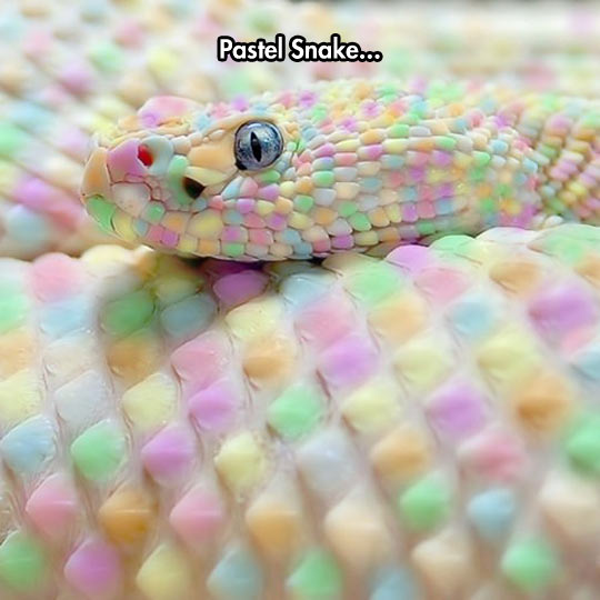 funny-snake-pastel-colors-scales