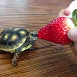 Just a Tiny Turtle Eating a Strawberry