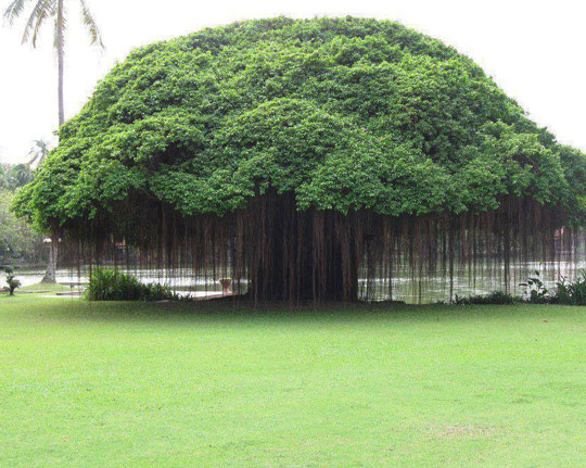 Majestic Banyan Tree