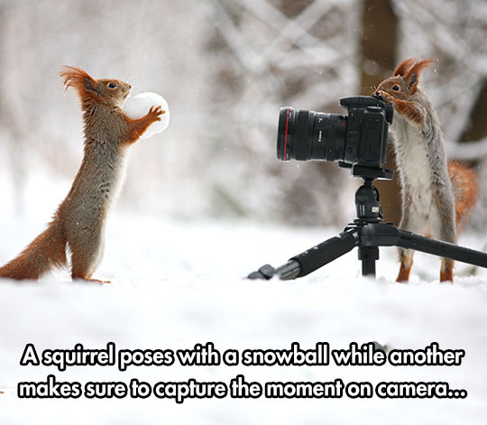 But Which Squirrel Took This Picture?