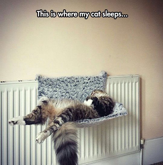 cool-cat-sleeping-bed-heater